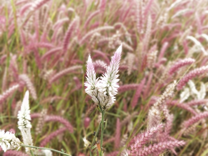 Road Side Flowers