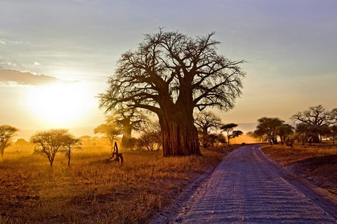 Baobab