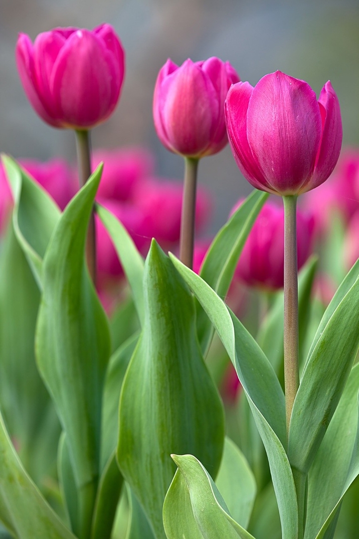 tulip