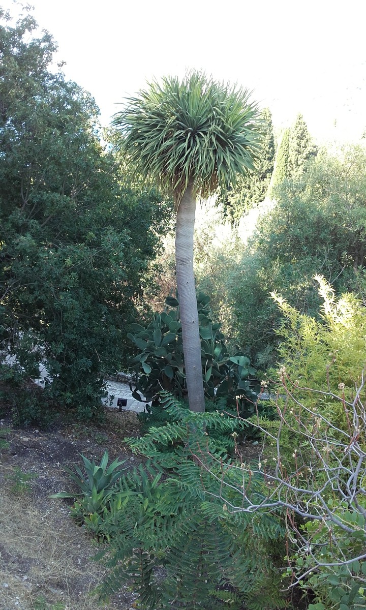 Palm tree