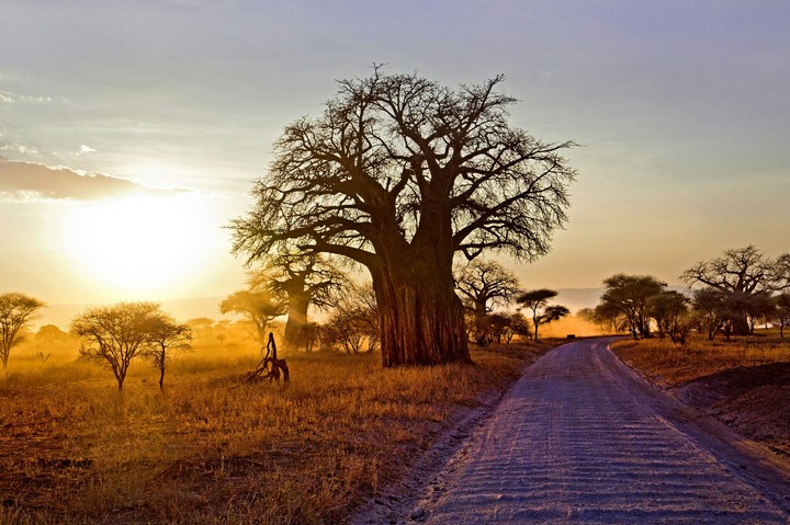 Baobab