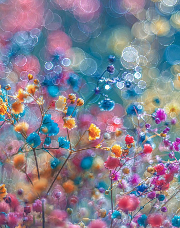 Bokeh