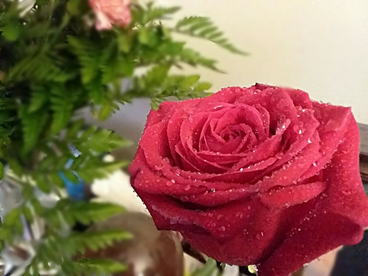 Rose Garden
