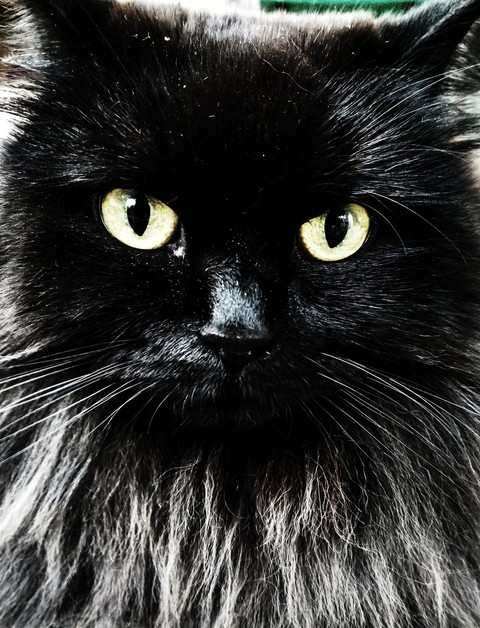 черная кошка