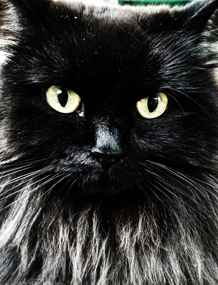 черная кошка