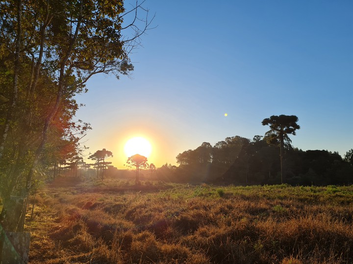 Aura da araucária