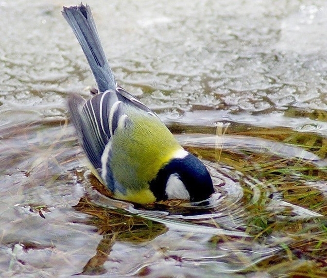 Bath