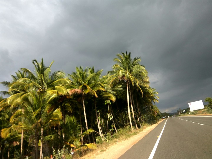 Cocunut trees under cloud