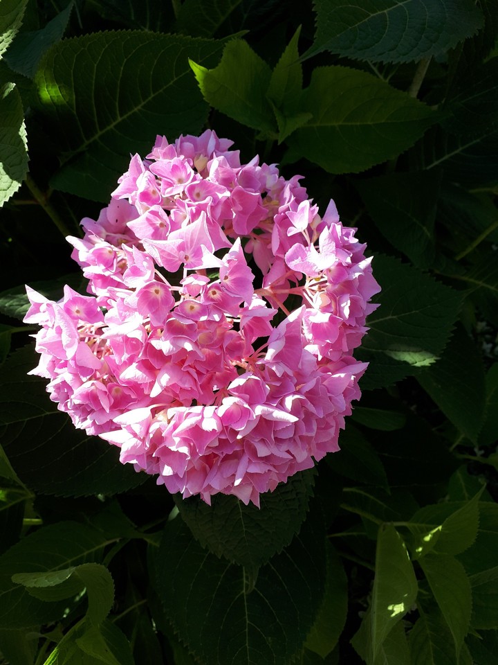 Pink hydrangea