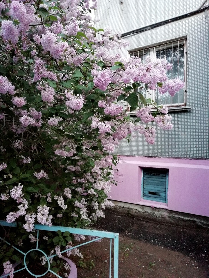 The lilac bush
