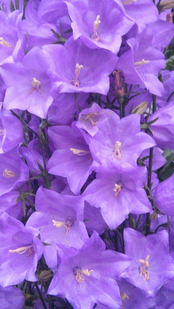 Bellflowers