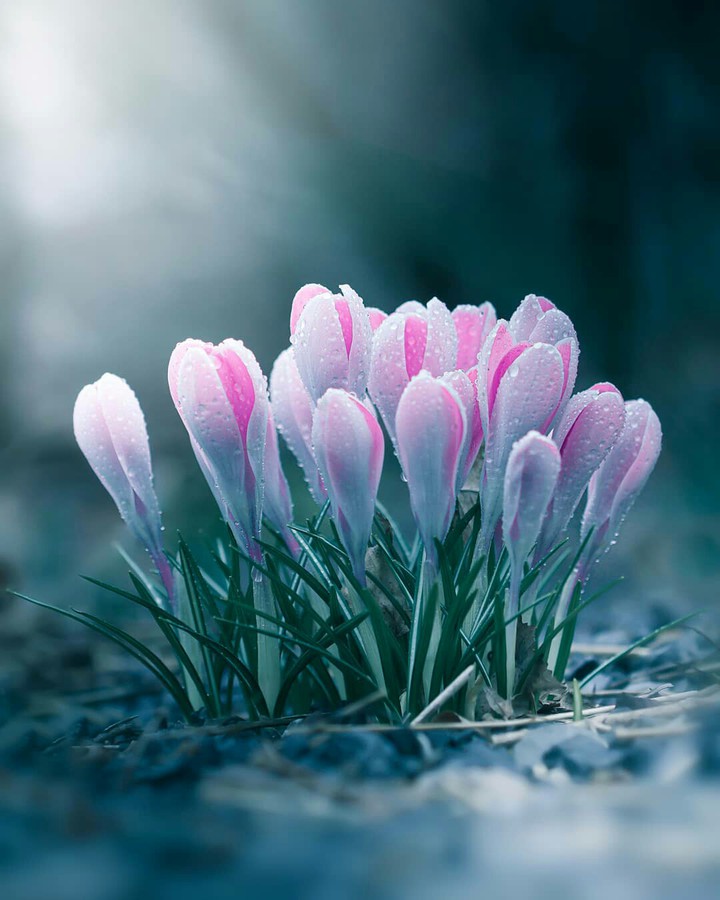 #Beautiful Tulips ❤