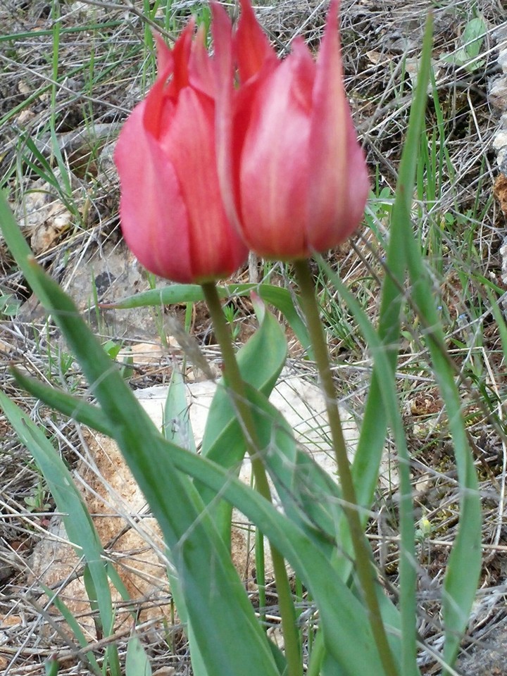 Lale - Tulip