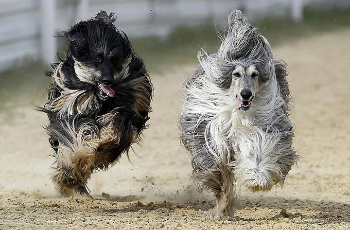 Afgan Hound dog. Galgo