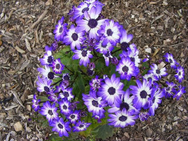 CINERARIA - A SPLASH OF GARDEN COLOUR!