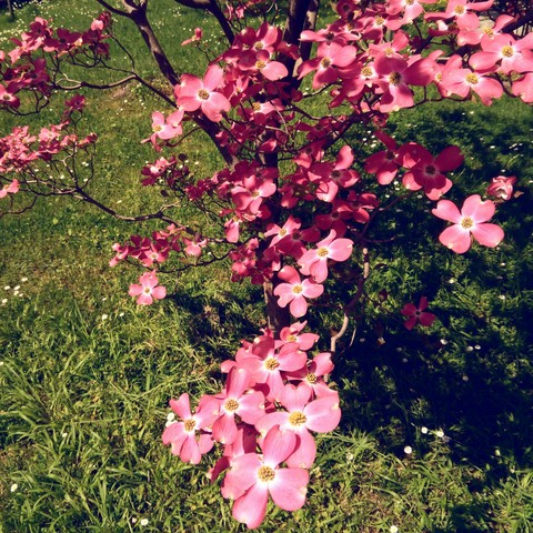 Spring