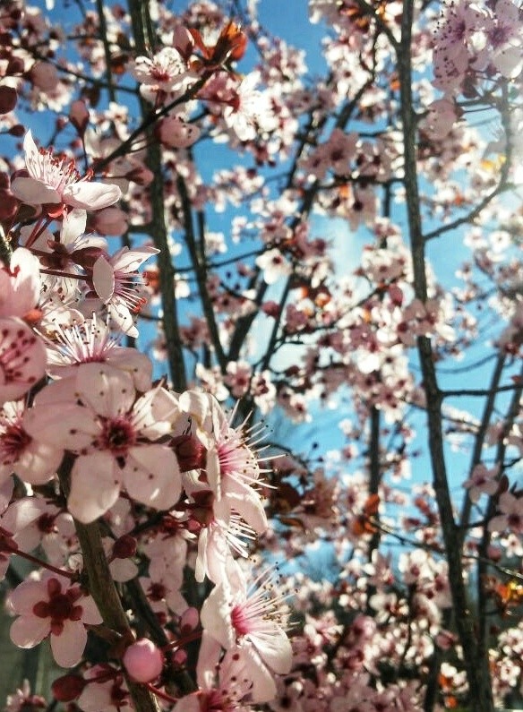 Cerezo en flor
