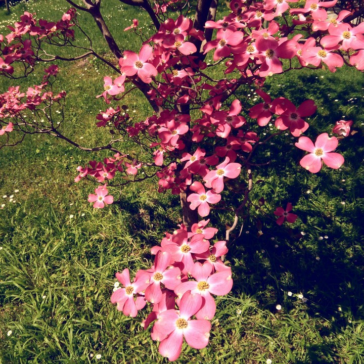Spring