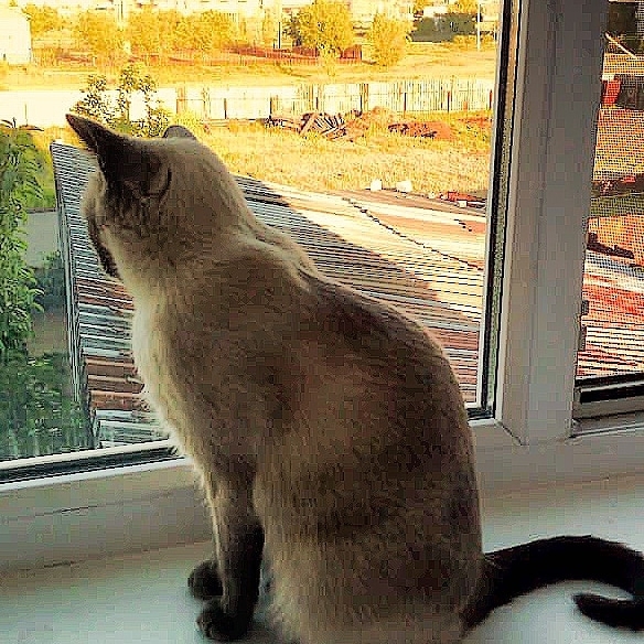 кошка