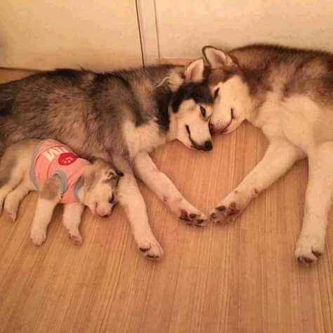 familia