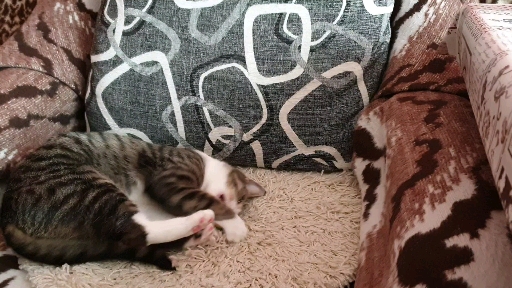 Мохнатушка  играет