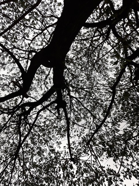 minimal tree