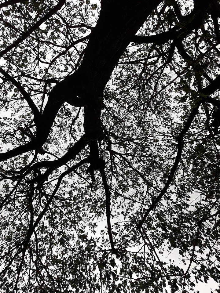 minimal tree