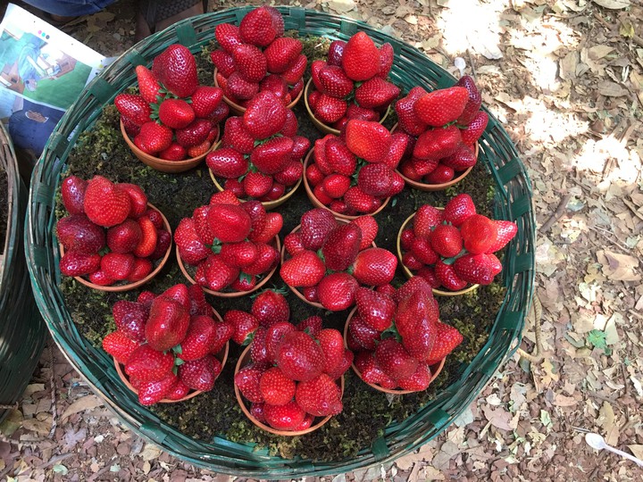 Strawberry