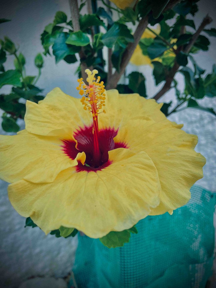 flower