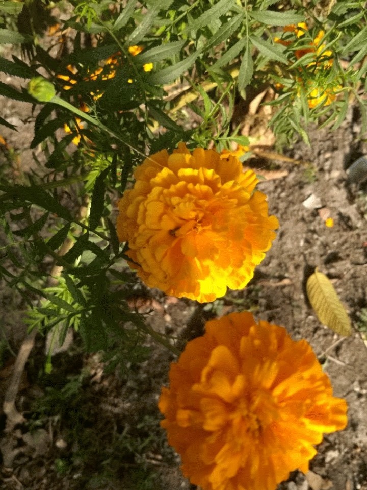 marigold flowers