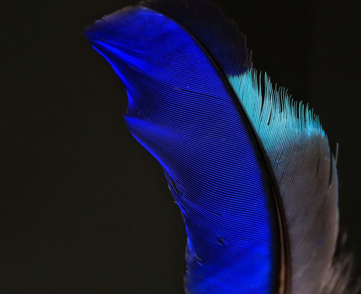 Feather