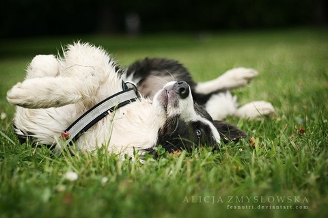 Because There Is No Better Dog