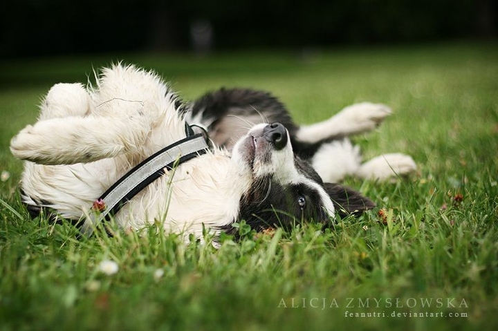 Because There Is No Better Dog
