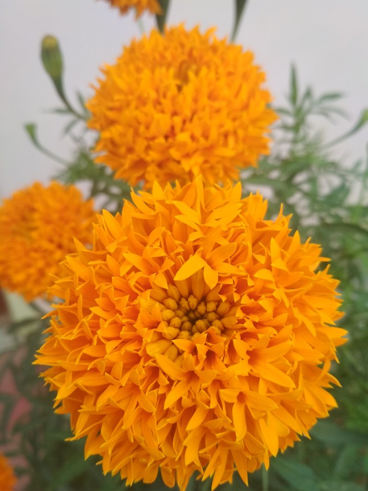 marigold