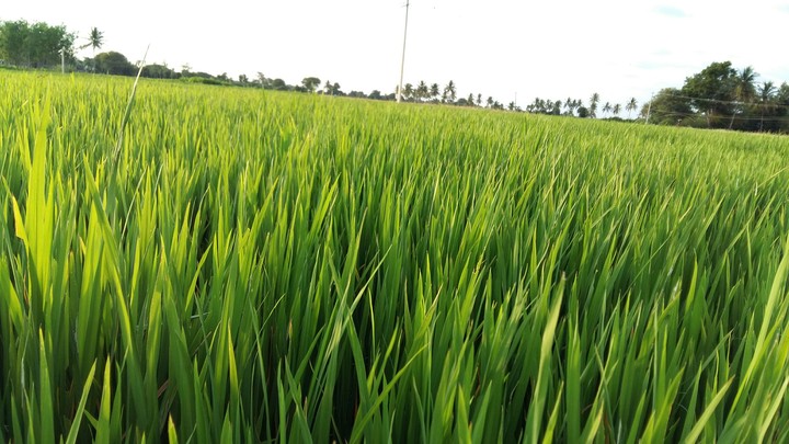 Greenery