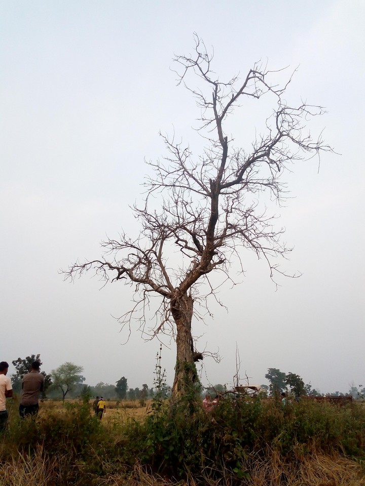 Dried tree.