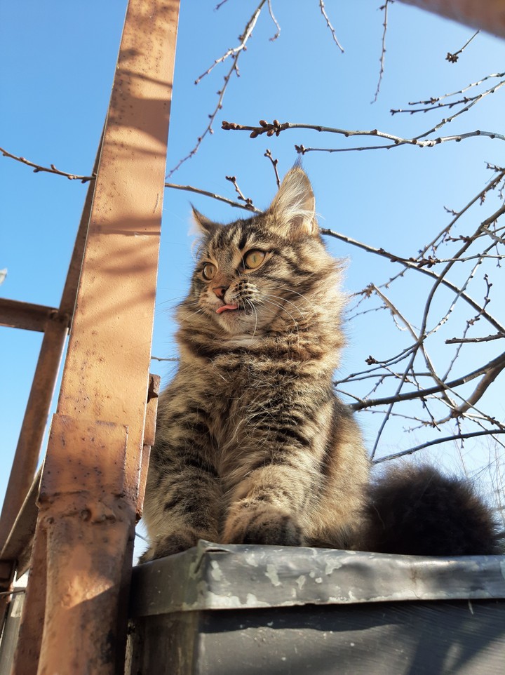 Cat