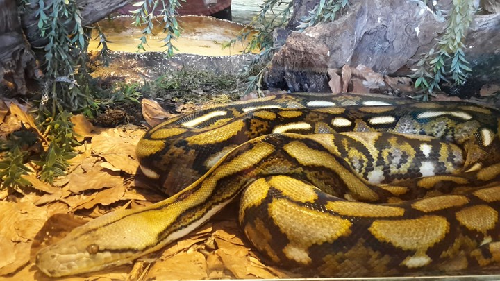 snake