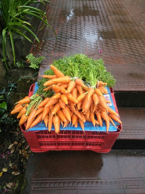 carrot