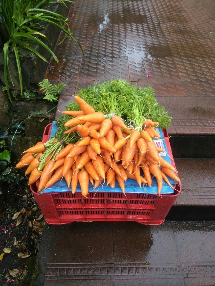 carrot