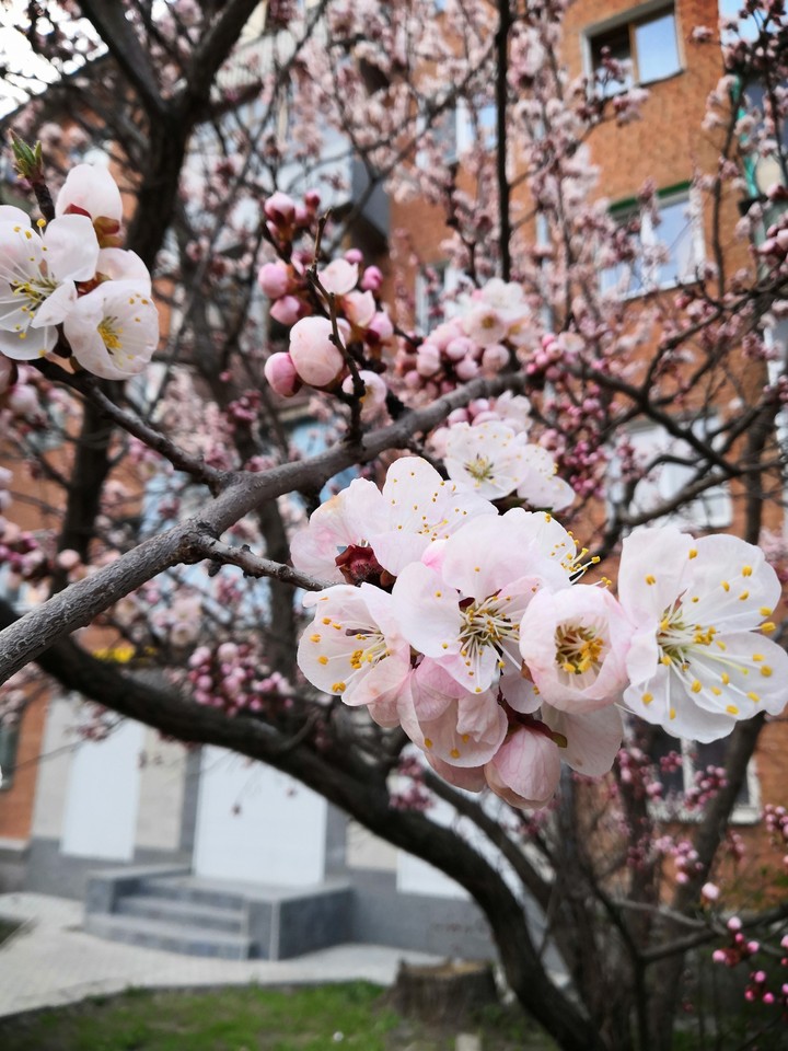 apricot