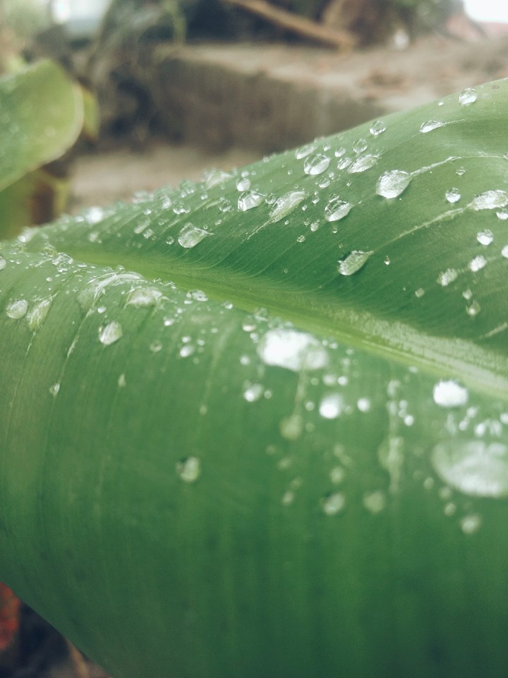 Leaf