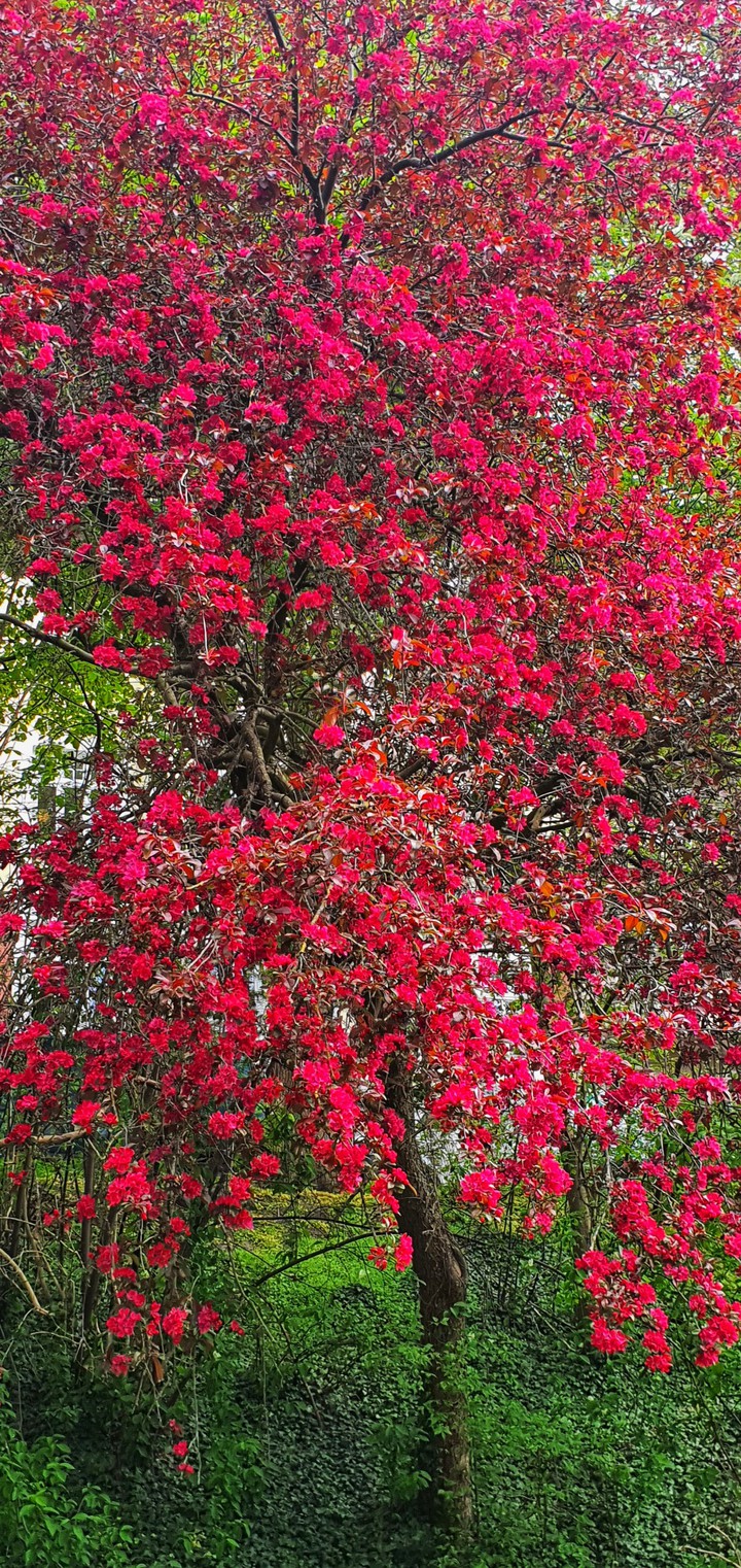 Baum-Blüten