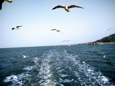 birds and sea