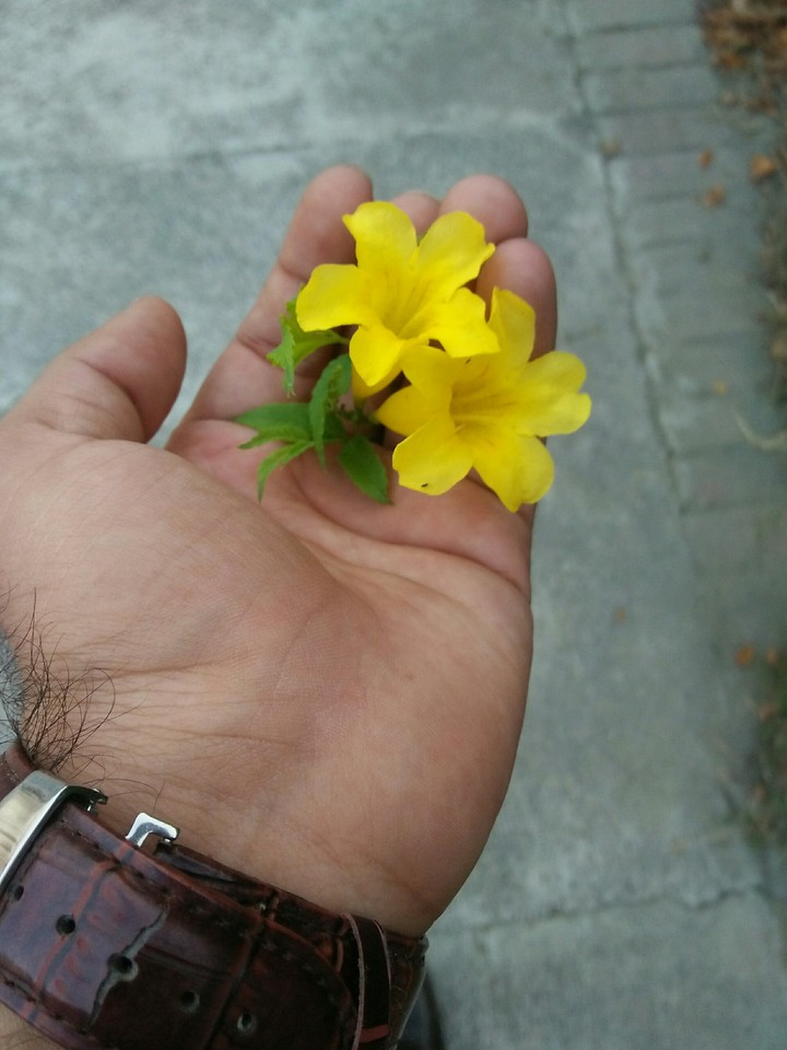 yellow Flowers