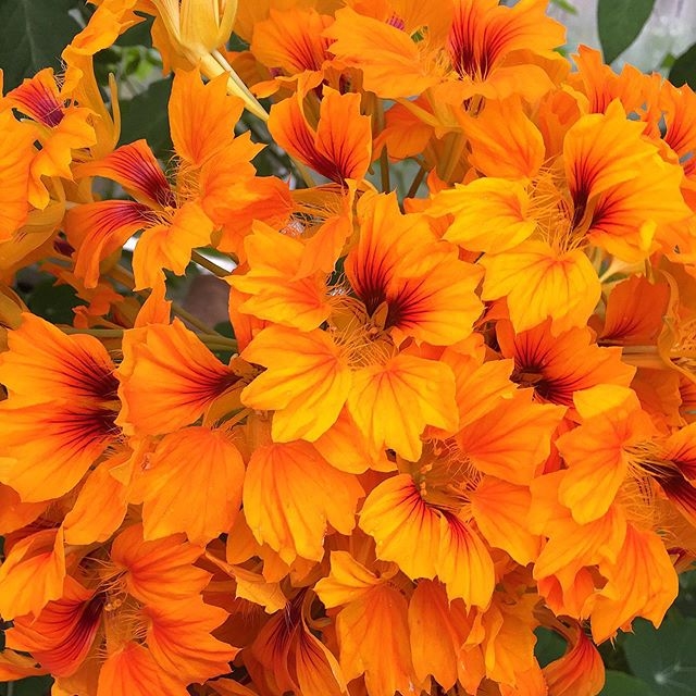 #ORANGE...