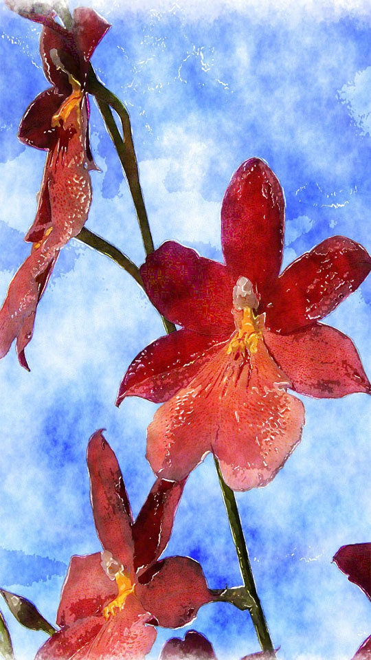 Rote Blume