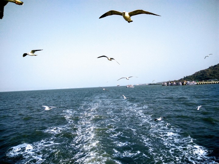 birds and sea