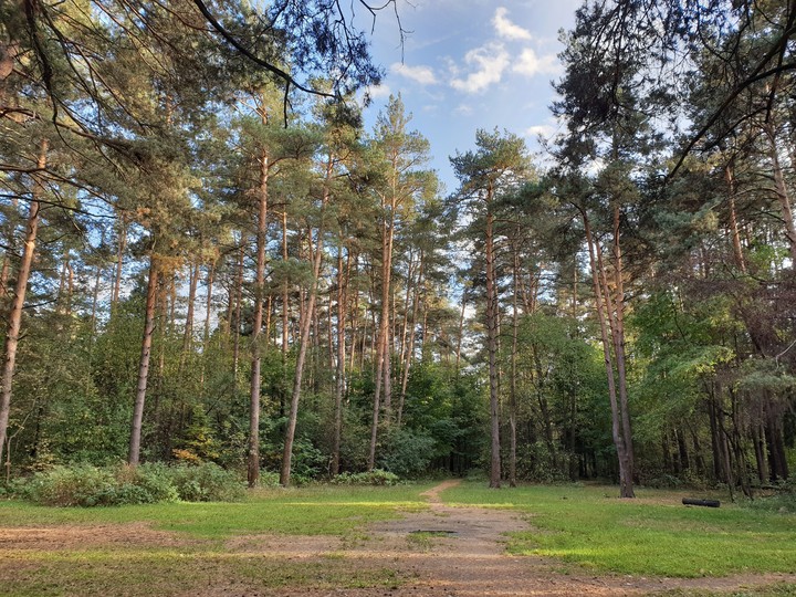Forest made in Samsung Galaxy Note 9 SM-N960FD