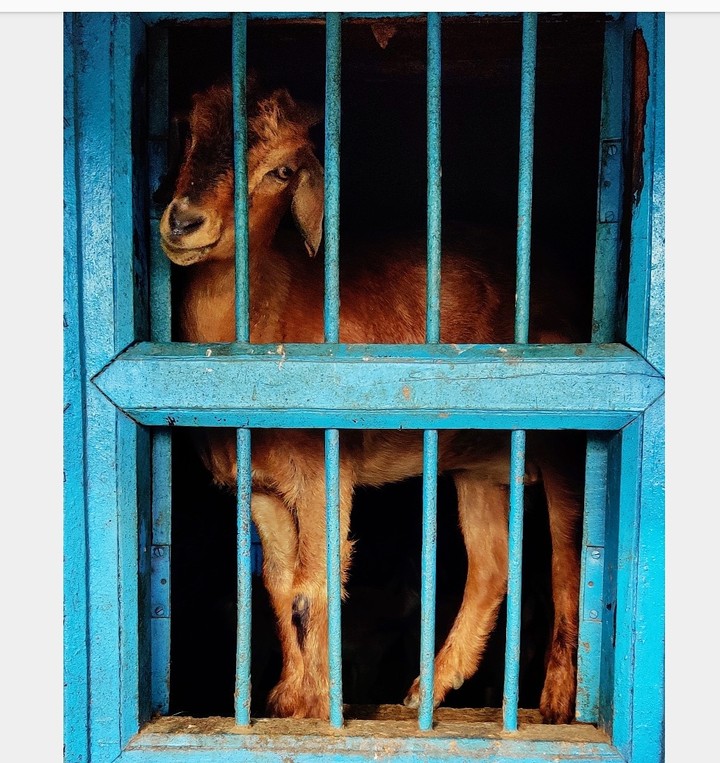 caged